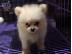 PoulaTo: Pomeranian puppies for sale now